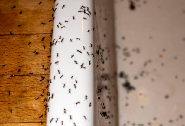 Best Pest Control Near Me  in Fort Pierce South, FL