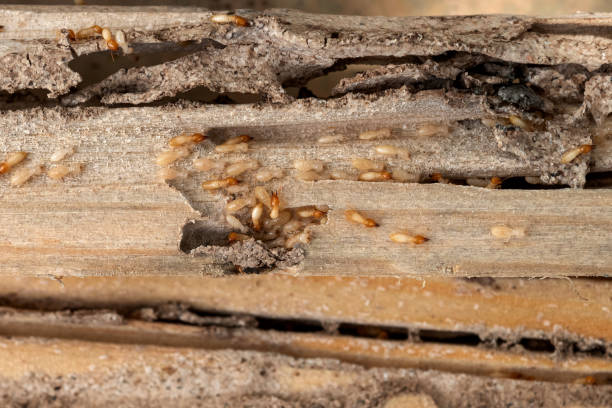 Wildlife Control Services in Fort Pierce South, FL