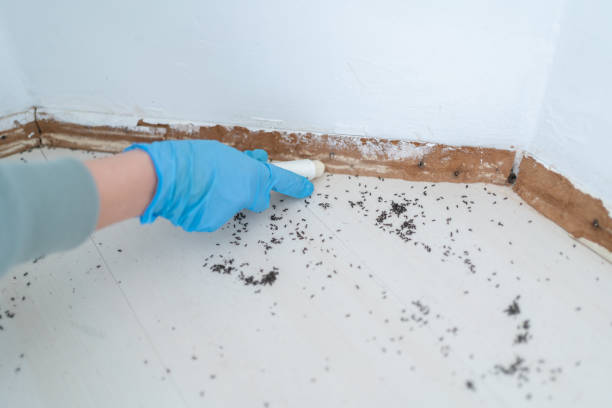 Best Residential Pest Control  in Fort Pierce South, FL