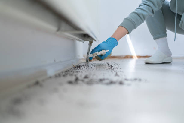Best Wasp Removal Services  in Fort Pierce South, FL
